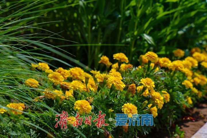 满目青翠入画来！佛慧山生态廊桥铺就泉城生态绿廊