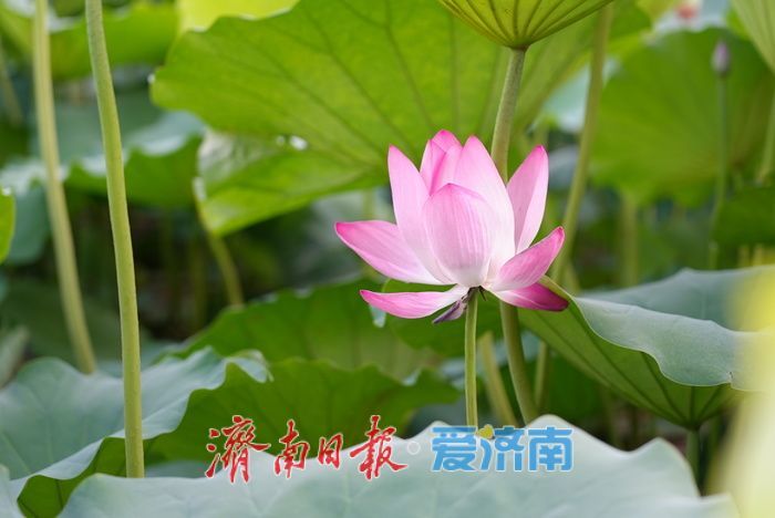 一年四季 泉在济南丨大明湖荷花迎最佳观赏期 游人沉醉夏韵芬芳