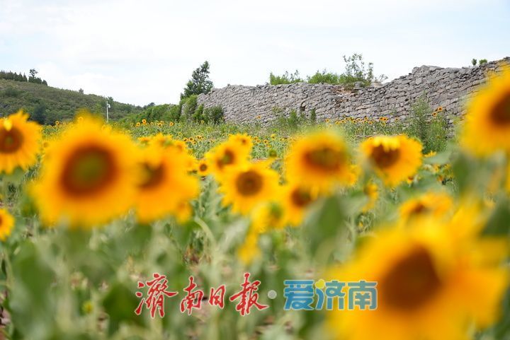 一年四季 泉在济南丨千年雄关花海盛放，古长城焕发新生机