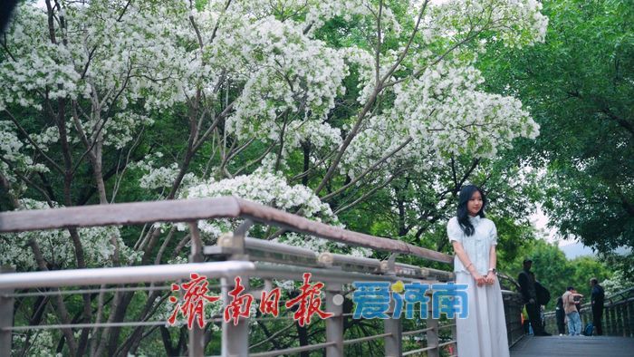 济南四月“飘雪”奇观！泉城公园流苏花海限时绽放，这份打卡指南请收好