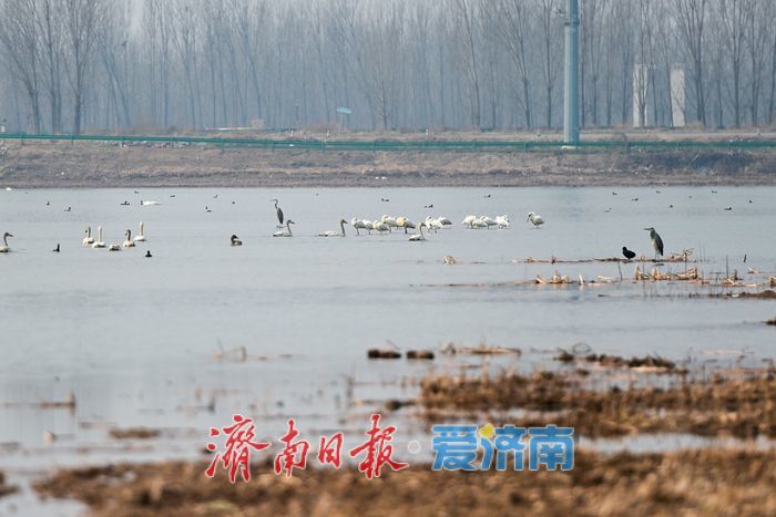 天鹅归来春意浓，遥墙蓄滞洪区成鸟类乐园