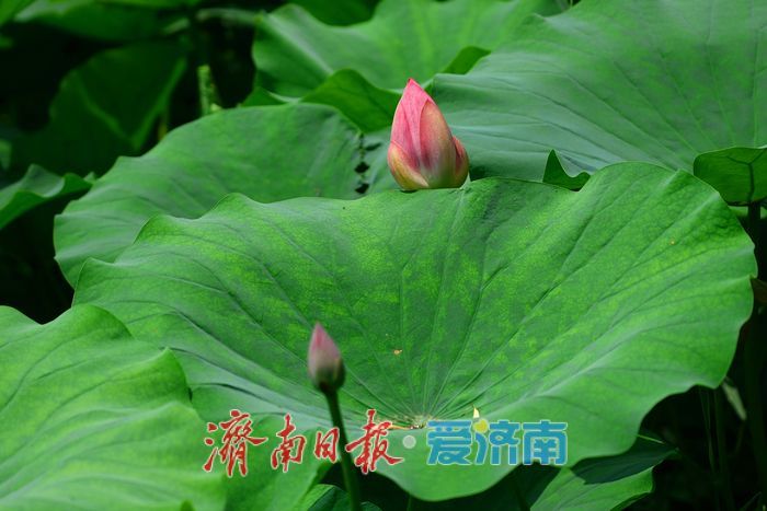 一年四季 泉在济南丨大明湖荷花睡莲“竞相争艳” 醉游人