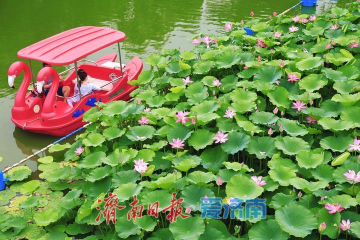 一年四季 泉在济南丨荷花绽放添美景 市民游园享清凉