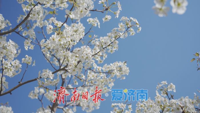 “春风漫梨园，花开似雪来” 在商河赴一场百年梨花之约！