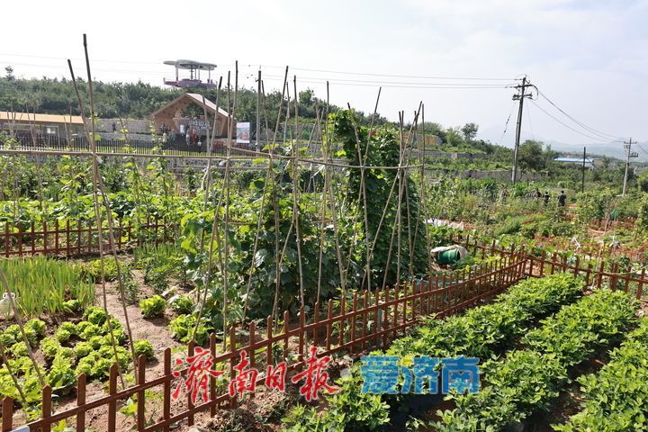 济南钢城区沙岭子村：荒地变良田 菜园兴共富