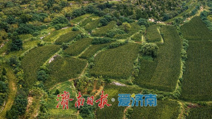 一年四季 泉在济南丨层叠绿意入画来！济南梯子山绿色梯田显生态魅力