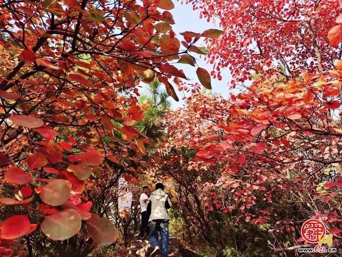 垛庄镇：秋意浓文旅热，“漫山红叶”引领赏秋新风尚