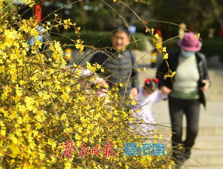 皎皎玉兰花，望春展笑颜