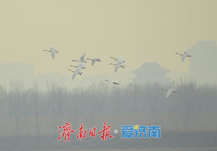 泉城年味气氛组已就位，是“蛇”候过年啦！