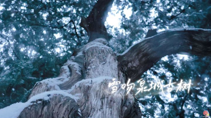 今冬初雪“吻”古树！舜网实拍雪舞泉城生态画卷