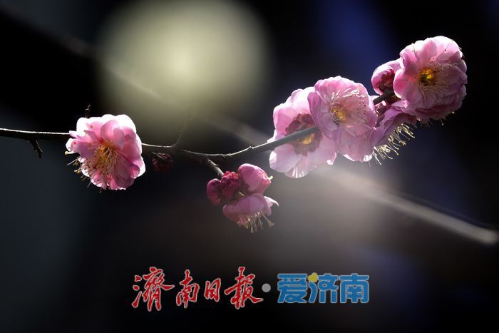 一年四季 泉在济南丨梅开枝头春意闹 暗香浮动醉春光