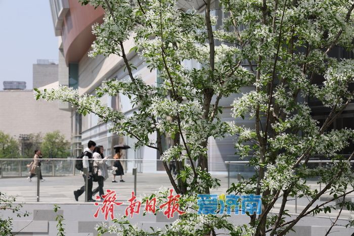 济南CBD流苏盛放白如雪