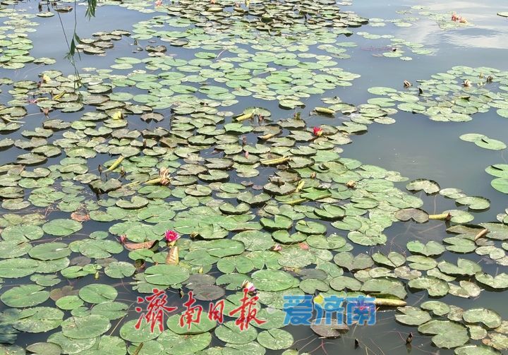 一年四季 泉在济南｜“双色莲”现身济南大明湖，游客直呼“好运莲莲”