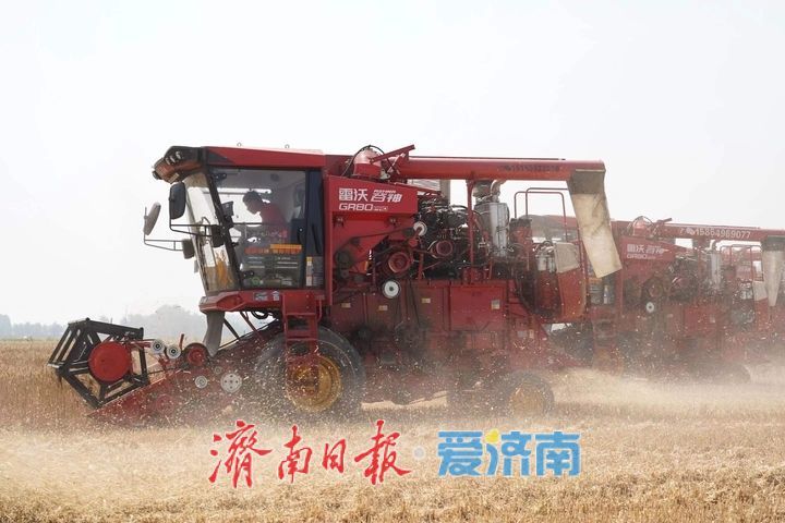 趵眼丨从一季夏收，窥见济南现代农业崛起之路