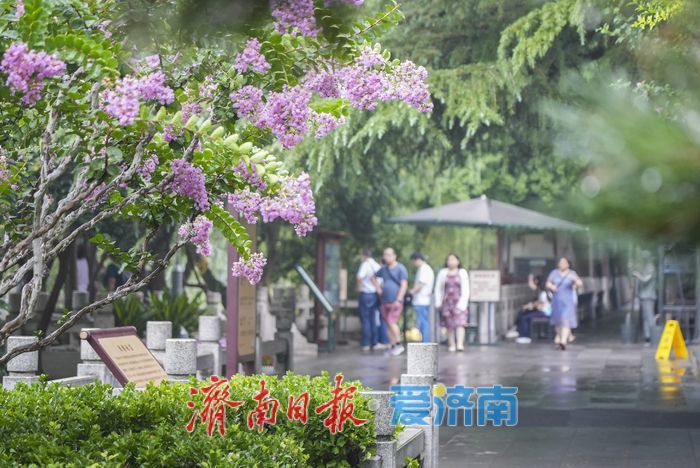 一年四季 泉在济南丨夏雨送清凉，济南护城河畔风景如画