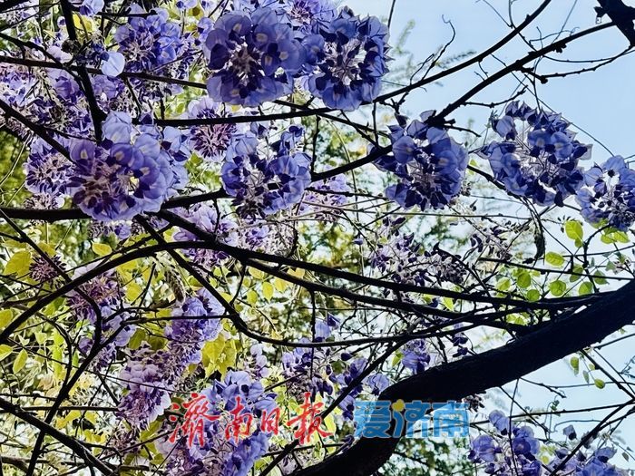 泉城公园紫藤盛放 花香满廊醉游人