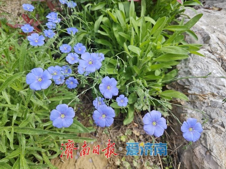 一年四季 泉在济南丨春色满园人气旺 山体公园成春游好去处