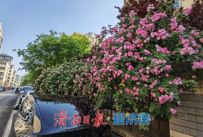 家门口的浪漫！辛甸西路蔷薇花开“扮靓”春日街头