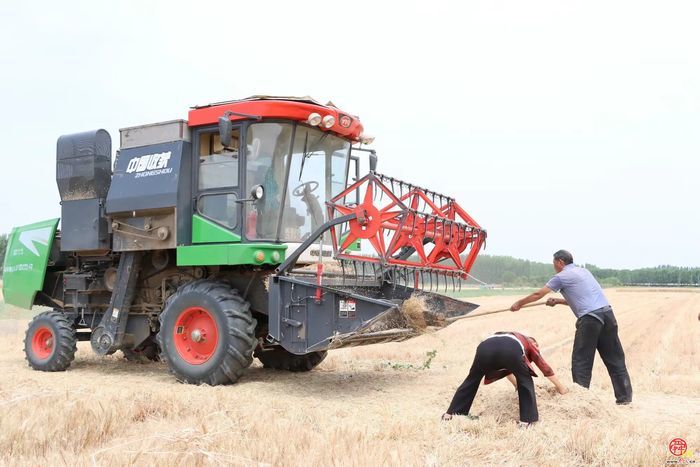 三夏生产美如画  金穗飘香迎丰收——白云湖街道“三夏”生产紧锣密鼓