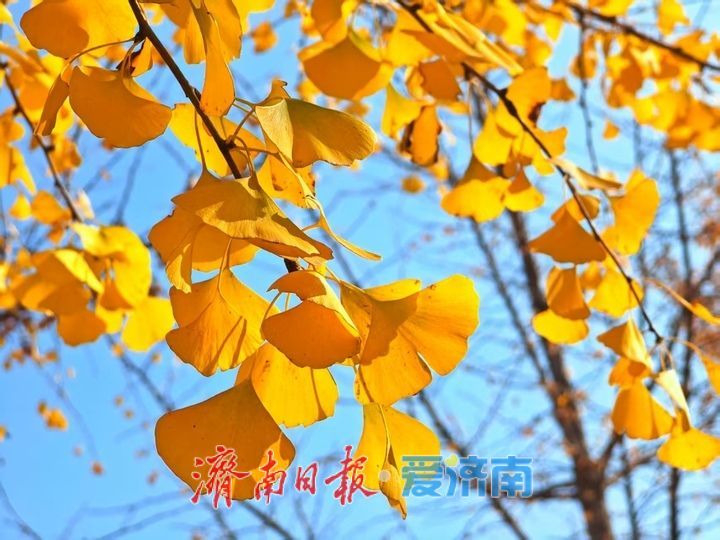 黄河银杏：初冬不褪的金黄盛景