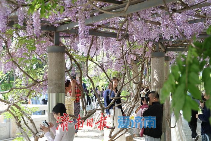 泉城公园“紫藤瀑布”成为新晋打卡点
