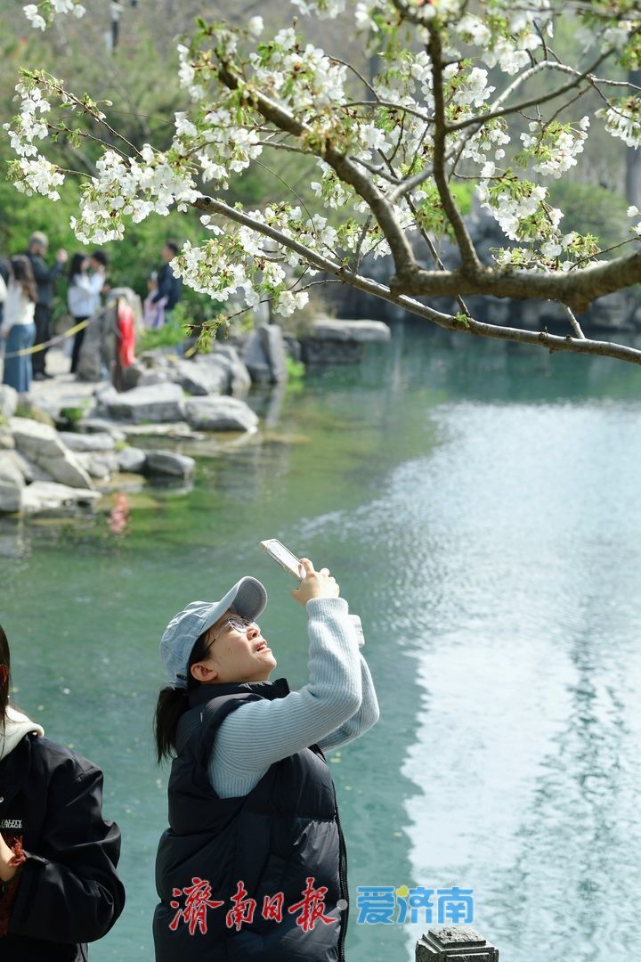 春风拂岸樱绽龙潭 ，济南市第23届五龙潭樱花节正式启幕
