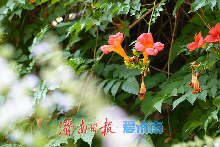 一年四季 泉在济南丨花墙子泉畔凌霄开 花泉相映尽显泉城诗意