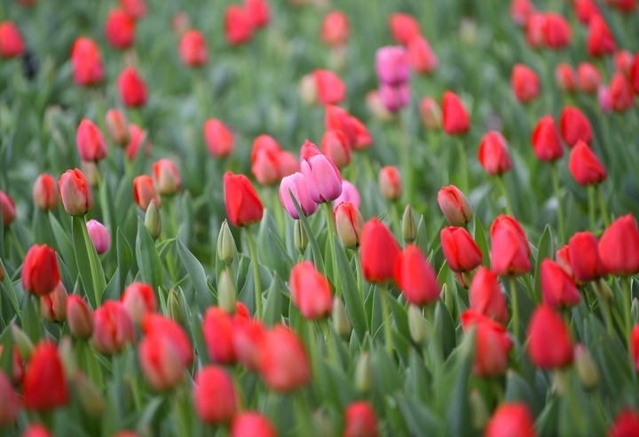 春花烂漫时，“郁”见你真好