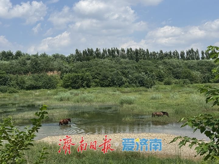 玉符河畔现草原风光 群马悠闲食草美如画