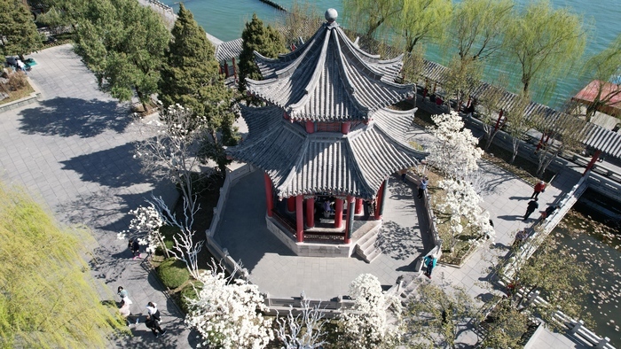 春光明媚 大明湖畔桃红柳绿 赏花正当时