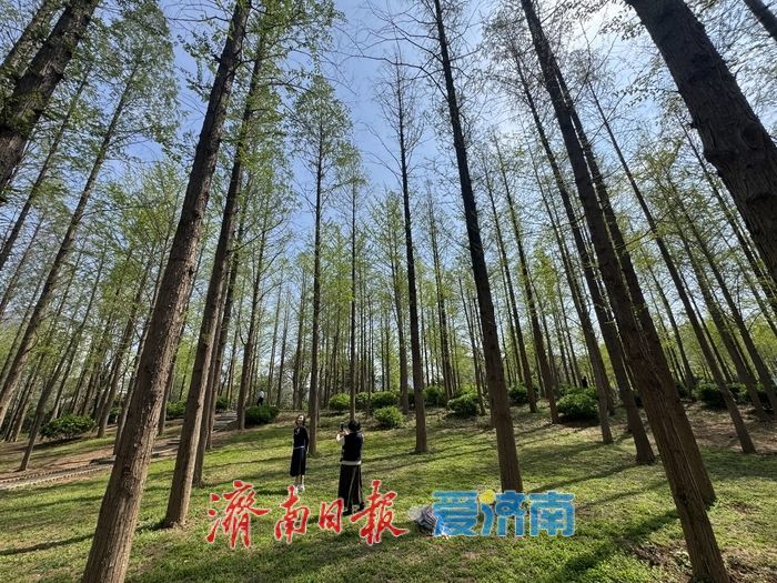 一年四季 泉在济南丨泉城公园水杉吐新绿 林间尽显春日氛围感