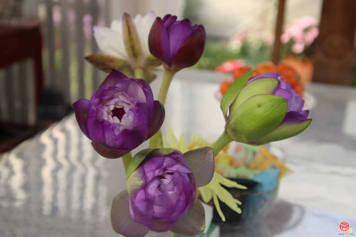 花漾齐鲁·喜迎新春 2026年宵花市盛大开幕