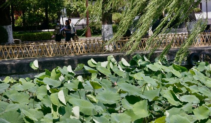 济南：绿柳迎风 红荷出水