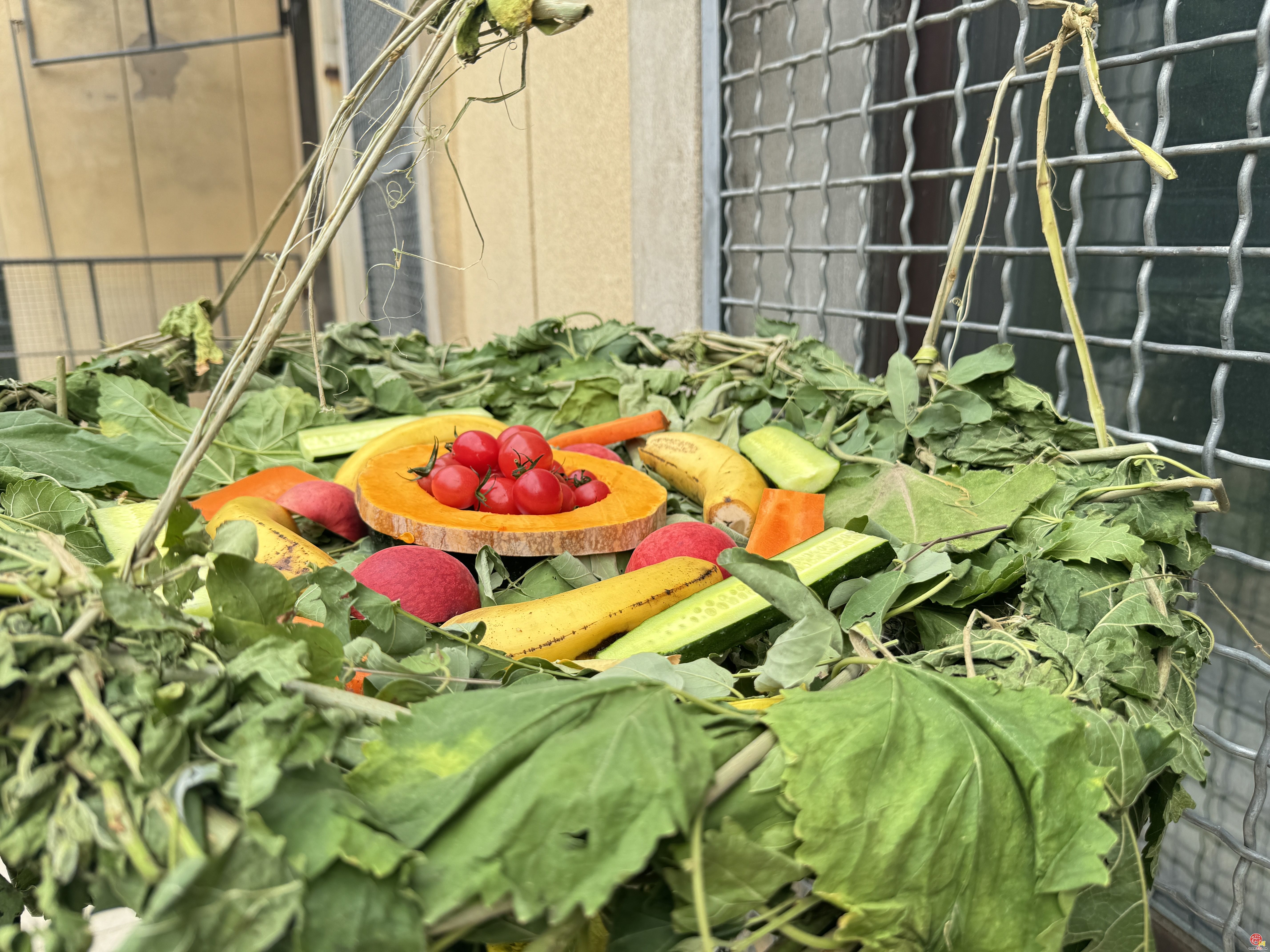 济南动物园：关爱长颈鹿，守护“长脖子”之美