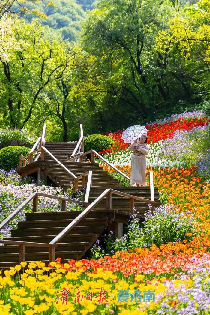 一年四季 泉在济南丨红叶谷百万郁金香盛放，点亮泉城春日盛景