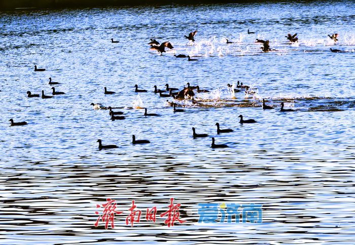 大批白骨顶鸡“组团”抵达嬴汶河 准备越冬