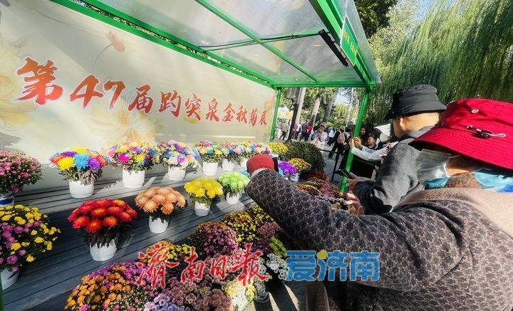 趵突泉畔菊正黄，一城秋色入花海