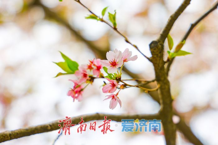 晚樱盛放续春意 五龙潭再迎赏樱高潮