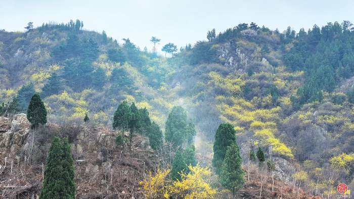 春日限定浪漫！西营藕池村连翘铺满山间