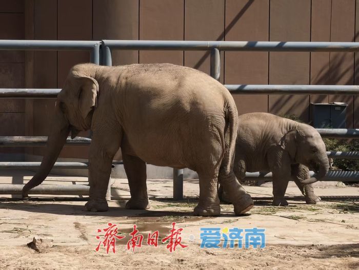 金秋游园正当时 济南动物园周末人气爆棚