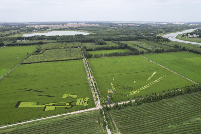 又到苌家庄村稻田画观光时间