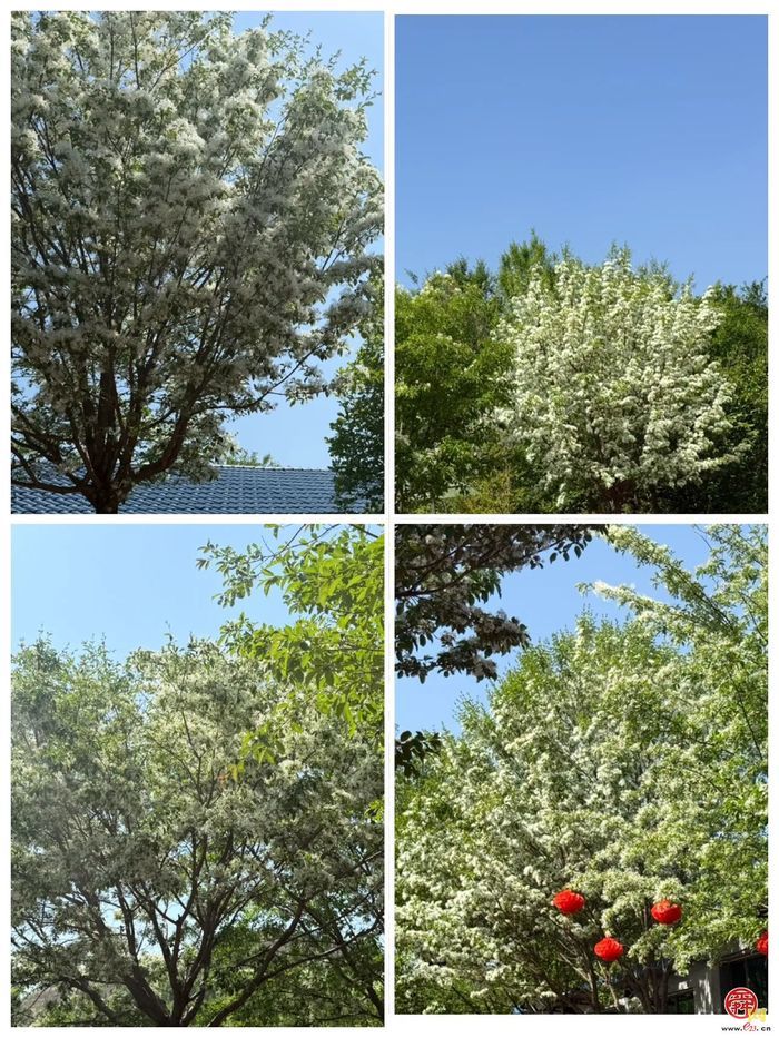 普集街道杨官党建工作区第二届流苏赏花节开幕啦！