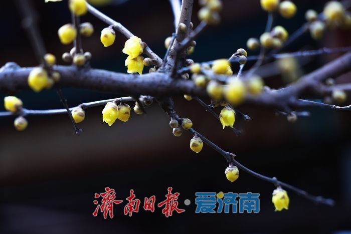 一年四季 泉在济南丨泉畔暗香浮动 济南小东湖蜡梅迎初开