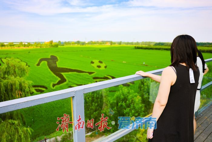 一年四季 泉在济南丨苌家庄稻田画扮靓泉城初秋画卷