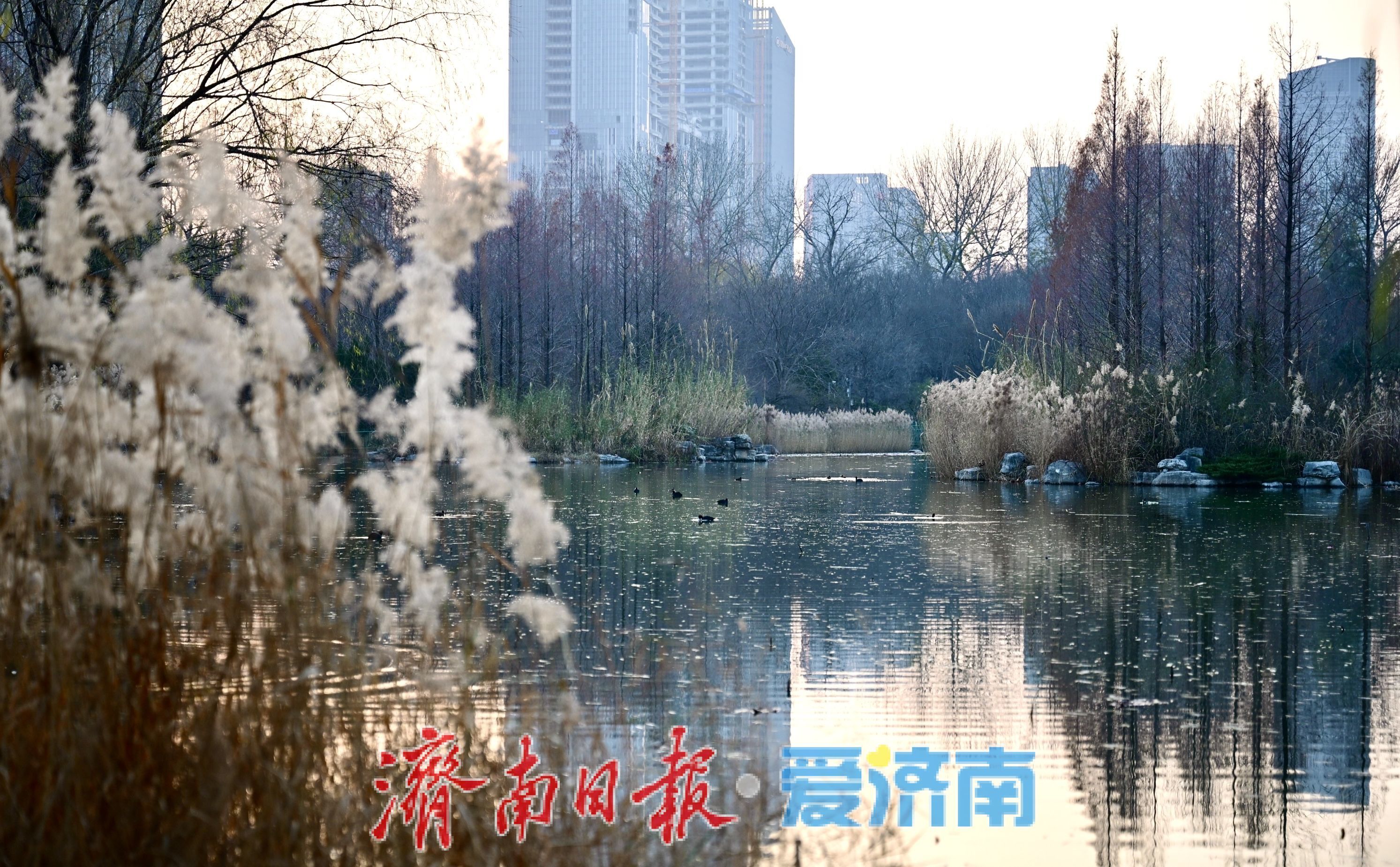 一年四季 泉在济南丨暖冬里的森林公园，市民乐享好去处