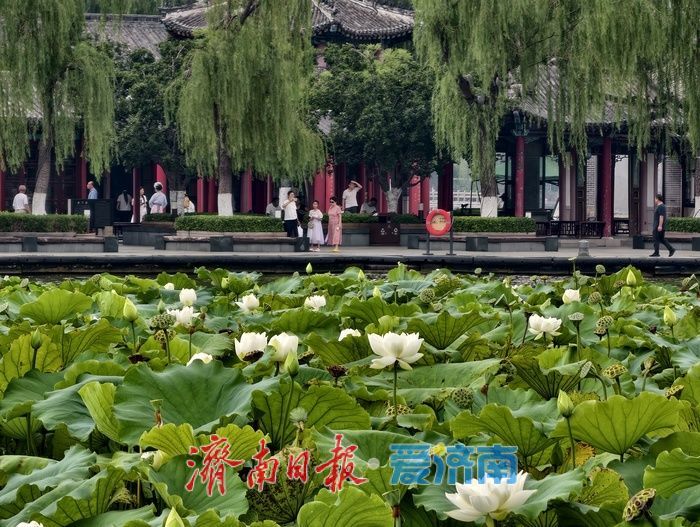 一年四季 泉在济南丨荷风送香醉游人 大明湖赏荷热度持续走高