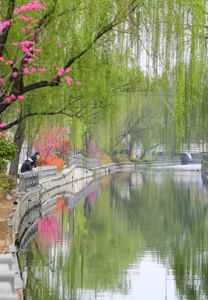 春色美如画，济南百年工商河开启“美颜”模式