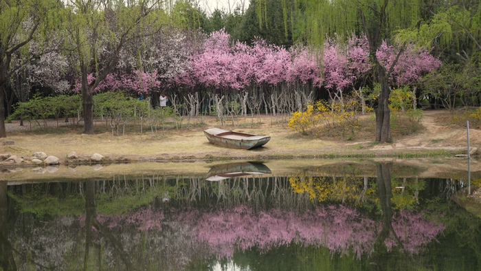 赏花、看柳、寻泉……提前预习济南的春天