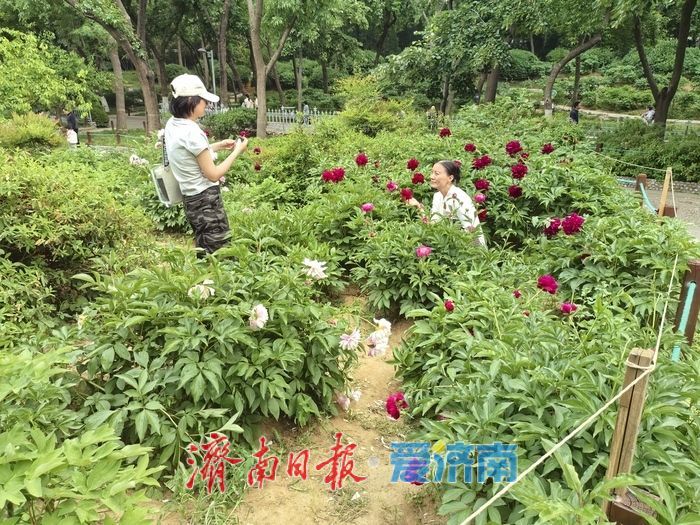 牡丹落幕，芍药接棒！摄影大爷揭秘识别密码