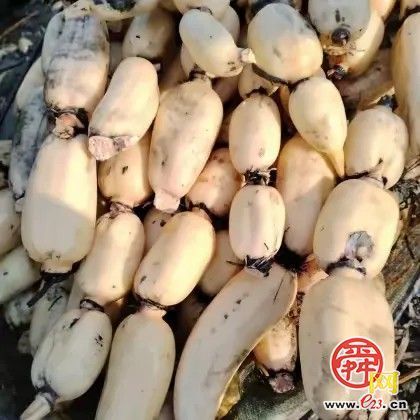 为哪吒重塑肉身，试试白云湖的藕？